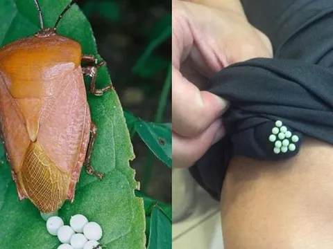 Cảnh báo mùa hè: Phát hiện dấu hiệu bất thường trên quần áo phơi ngoài trời, đừng chủ quan, hậu quả có thể rất nghiêm trọng
