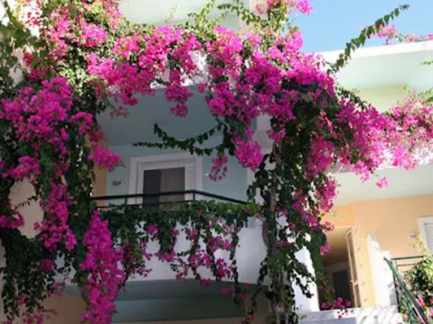 Hoa nở rực rỡ ngày hè nhờ “rác thải” nhà bếp: Hiệu quả hơn cả bia hay nước vo gạo