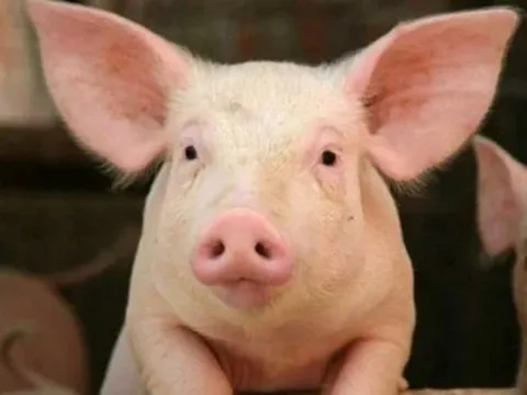 Giá heo hơi ngày 14/5: Ghi nhận xu hướng tăng tại khu vực miền Nam