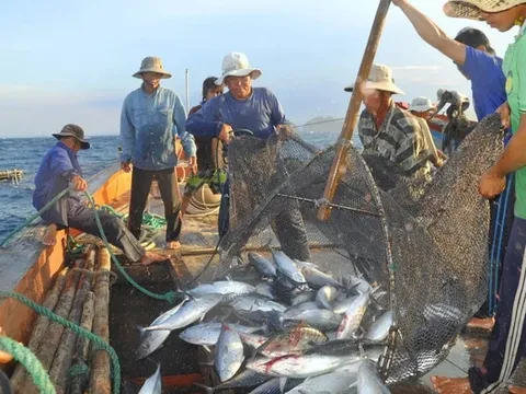 Thiếu giấy xác nhận, cá ngừ 'kẹt' đường xuất khẩu