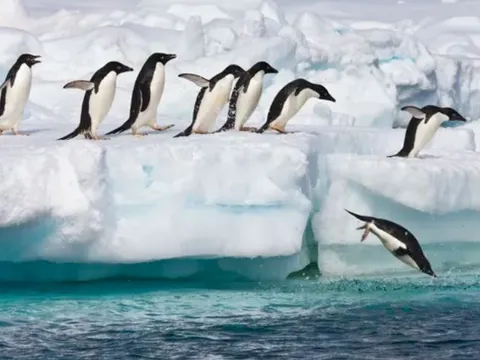 Giải mã thế giới bí ẩn dưới lớp băng Nam Cực