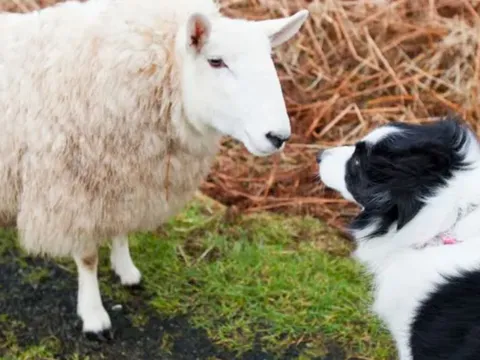 Động vật có thể học 'ngôn ngữ' của loài khác?