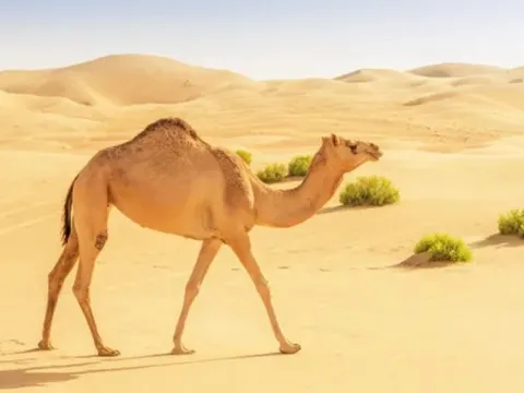 Lạc đà ăn gì để sống sót giữa sa mạc khắc nghiệt?