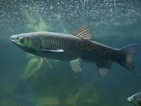 Câu cá bằng... trái cây – Bí quyết ít ai biết để dụ cá trắm cỏ sành ăn