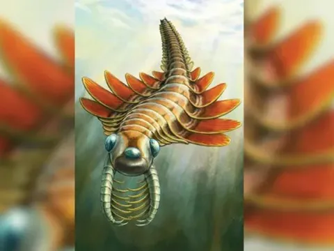 Phát hiện sinh vật biển 3 mắt nửa tỷ năm tuổi thở bằng mang ở... mông