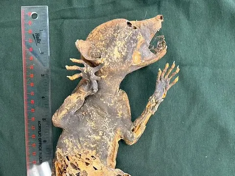 Bí ẩn "Capacabra": Xác ướp sinh vật có tay giống người khiến giới khoa học đau đầu