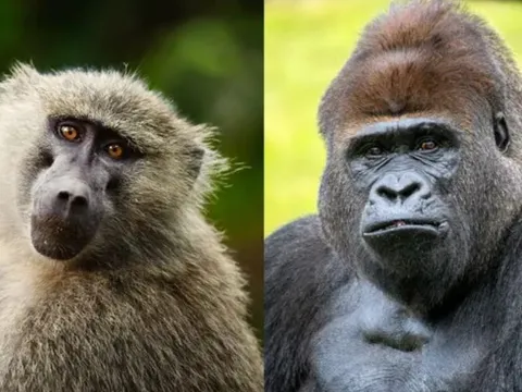 Sự khác biệt giữa vượn và khỉ dưới góc nhìn khoa học