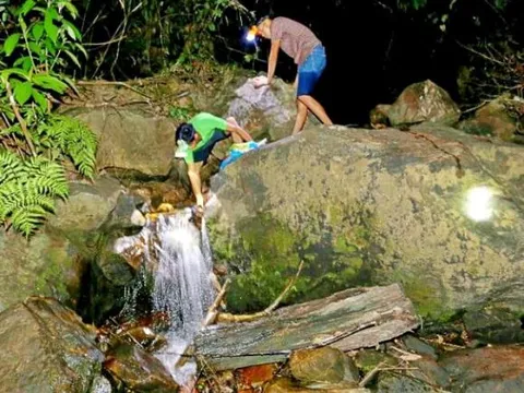 Loại ốc ven suối có hương vị lạ, chỉ xuất hiện vào ban đêm, dân thi nhau rọi đèn bắt, giá cả lên đến 100.000 đồng/kg