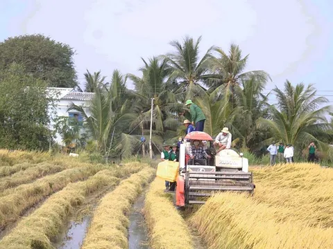 Doanh nghiệp phấn khởi khi giá gạo xuất khẩu tăng trở lại
