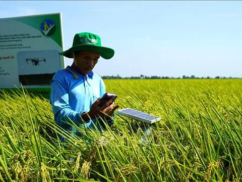 Điểm tựa kinh tế nông nghiệp Việt Nam - Bài cuối: 'Hạt ngọc trời' vươn mình trong kỷ nguyên mới
