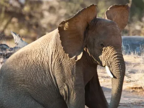Vì sao voi có đôi tai to nhất trong thế giới động vật?