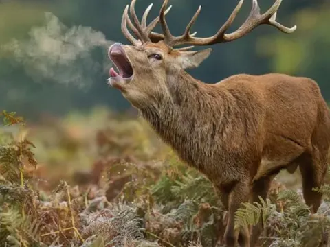 Tại sao hầu hết sự sống trên trái đất đều hít thở oxy?