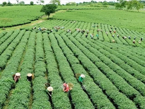 Khi 5 'nhà' bắt tay cho nông nghiệp xanh
