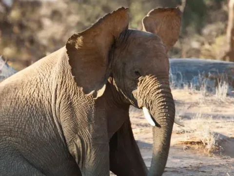 Vì sao voi lại có đôi tai khổng lồ? Bí mật làm mát của “gã khổng lồ” trong thế giới động vật