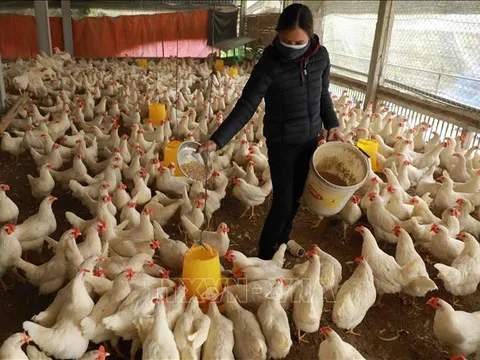 Đề xuất giảm từ 20 - 50% phí, lệ phí trong nông nghiệp và môi trường
