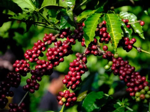 Giá nông sản ngày 20/5/2025: Cà phê giảm nhẹ, hồ tiêu giữ đà ổn định ở mức cao