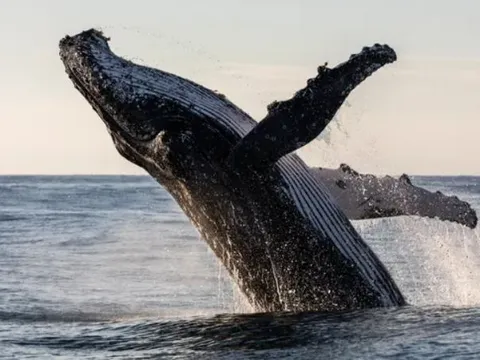 Khám phá thế giới kỳ vĩ của cá voi – Những “gã khổng lồ” hiền lành của đại dương