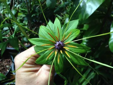 Loại cỏ dại từng bị bỏ quên, nay thành “sâm quý” tiền triệu: Giải độc, giảm ho, chống ung thư