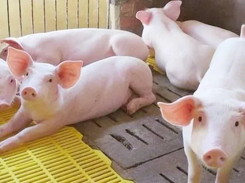 Giá heo hơi ngày 21/5/2025: Miền Nam vẫn giữ mức cao nhất cả nước