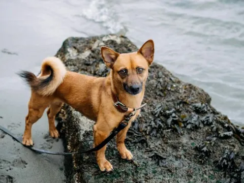 Chó có thể phát hiện người không đáng tin: Nghiên cứu khoa học hé lộ khả năng đặc biệt