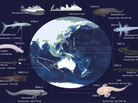 Phát hiện đột phá về đột biến gen chung ở cá biển sâu tại Rãnh Mariana