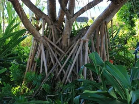 Loài cây duy nhất trên thế giới biết ‘đi bộ’: Rễ mọc ngoài thân, có thể di chuyển 2-3cm mỗi ngày