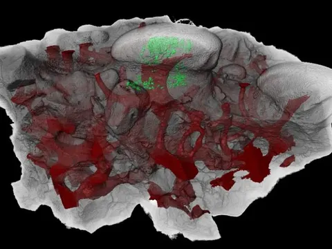 Nguồn gốc bất ngờ của răng người: Tiến hóa từ 'áo giáp' của cá cổ đại cách đây hơn 460 triệu năm