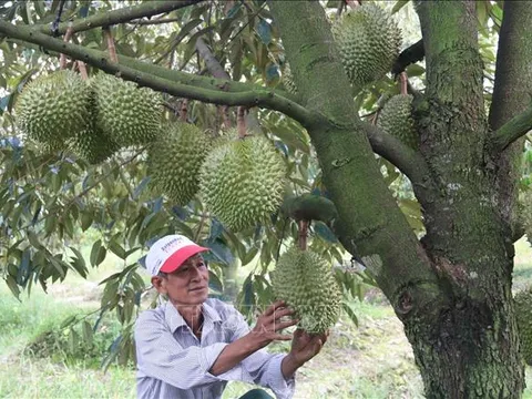 Kiểm soát toàn diện từ vùng trồng đến đóng gói sầu riêng xuất khẩu

