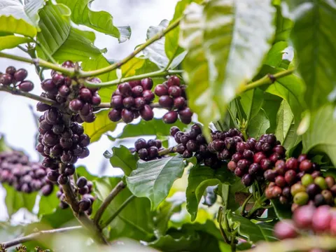 Giá nông sản ngày 22/5/2025: Cà phê rớt mạnh, hồ tiêu vẫn neo ở mức cao
