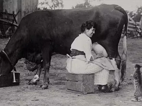 Hãy ngừng cho mèo uống sữa: Hành động có vẻ yêu thương nhưng có thể gây hại cho thú cưng của bạn