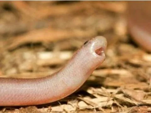 Rắn mù – “chú rắn tí hon” nhỏ nhất thế giới, thường bị nhầm là giun đất