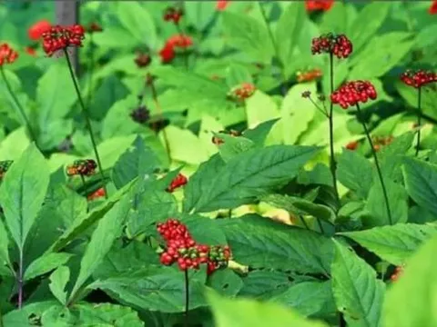 Loại cây chỉ xuất hiện ở Việt Nam có giá kỷ lục gần 900 triệu đồng/củ: Chứa dược chất quý vượt trội so với hàng ngoại