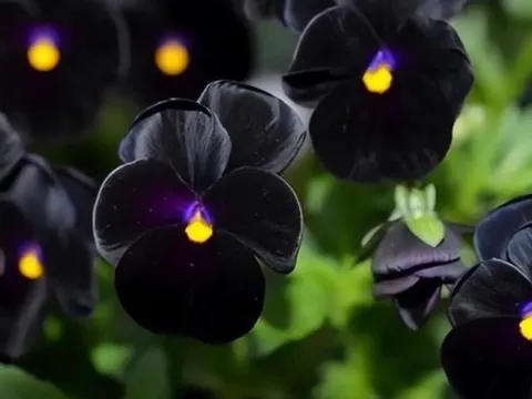 Hoa màu đen rất hiếm: Thế giới chỉ có 8 loại, bạn có biết đó là những loài nào không?