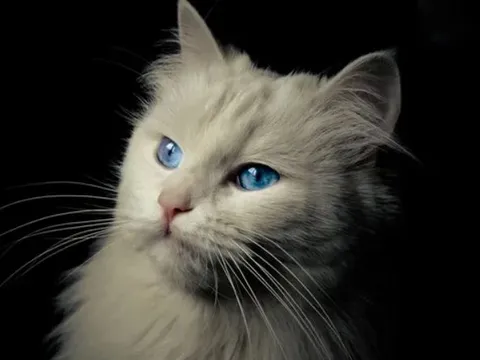 Mèo nhà không hề “dễ dãi”: Chúng có thể được thuần hóa muộn hơn nhiều so với chúng ta từng nghĩ