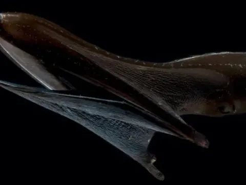 Lươn bồ nông: “Quái vật” vùng biển sâu với chiếc miệng khổng lồ nuốt trọn con mồi lớn hơn chính nó