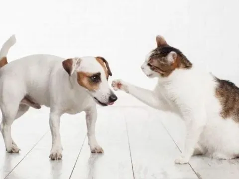 Tại sao chó và mèo thường ghét nhau?