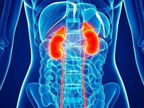 Vì sao con người có hai quả thận nhưng vẫn sống khỏe chỉ với một? Nếu có một quả thì sống được bao lâu?