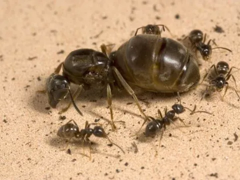 Bí ẩn vì sao kiến chúa sống thọ hơn kiến thợ dù sinh sản liên tục: Lời giải bất ngờ từ tín hiệu insulin