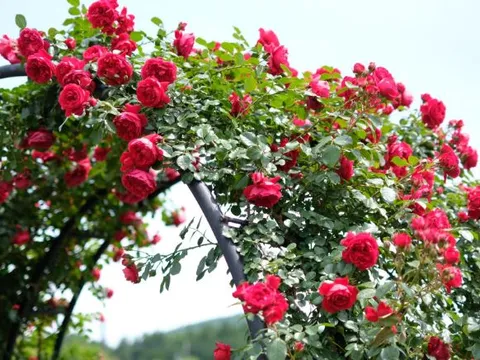 Bí quyết trồng hoa hồng tại nhà, hoa nở to, đẹp rực rỡ