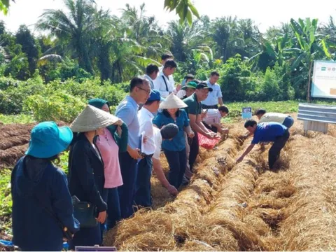 Biến rơm rạ thành 'vàng xanh': Công nghệ đột phá từ đồng ruộng