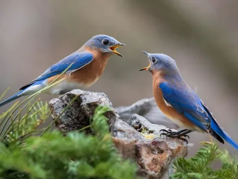 Nghiên cứu đột phá: Động vật cũng có thể hình thành tình bạn lâu dài như con người