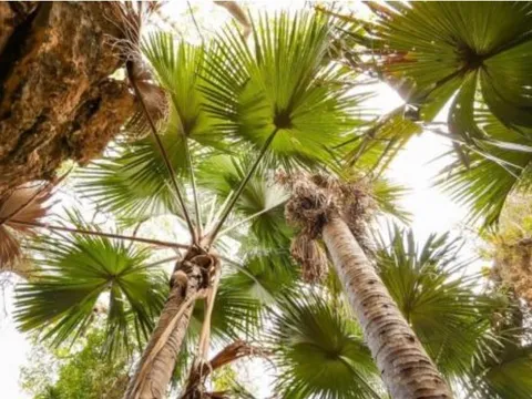 Loài cây đặc biệt nhất thế giới, nở hoa rồi tự kết thúc 'cuộc đời'