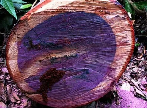 Việt Nam sỡ hữu một trong 5 loại gỗ quý nhất hành tinh, giá hơn 2 tỷ đồng/kg