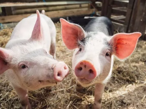 Giá heo hơi ngày 26/5/2025: Ổn định ở cả ba miền