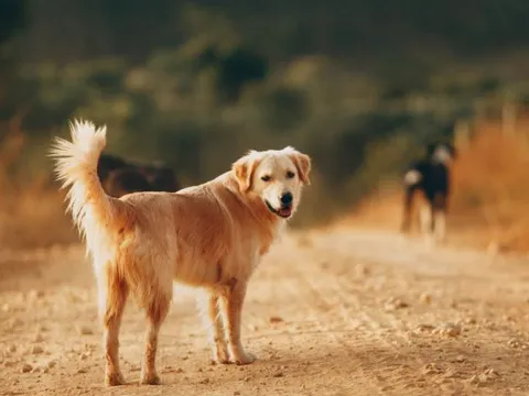 Vì sao chó thường âm thầm rời đi trước khi chết? Sự thật đau lòng khiến ai cũng nghẹn ngào