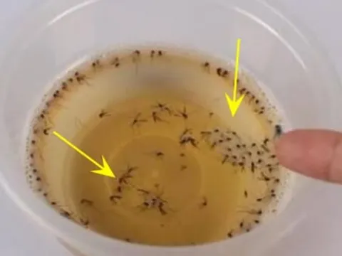 Chỉ cần một bát nước đặt ở góc nhà, muỗi và côn trùng tự động “biến mất” , mẹo hay mà ít ai biết!