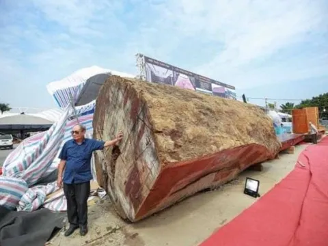 Khúc gỗ cẩm lai châu Phi tuổi thọ 5.000 năm, từng được rao bán hơn 10 tỷ đồng tại Việt Nam