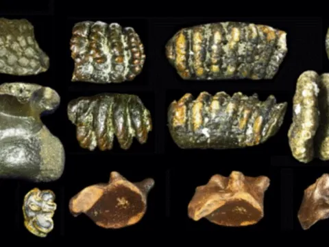 Hóa thạch dưới biển hé lộ thế giới bị lãng quên của người cổ