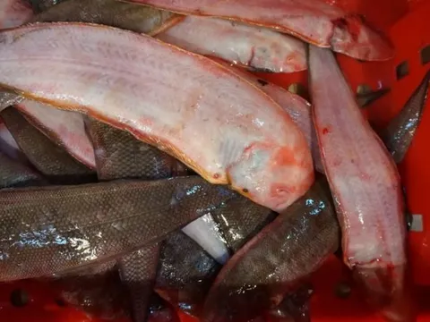 Cá lưỡi bò “Hoàng đế” chợ quê: Ít xương, thịt mềm tan, bổ dưỡng chẳng kém nhân sâm