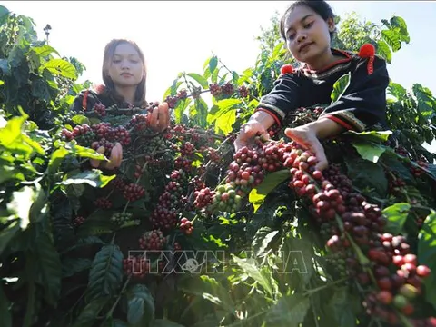 Lời giải cho bài toán 'được mùa mất giá' của nông sản Việt
